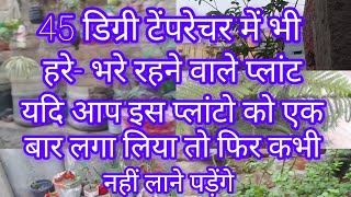 चिलचिलाती धूप में लगा ले इन परमानेंट प्लांटो को गर्मियों में भी हरे भरे रहेंगे ।। permanent plants