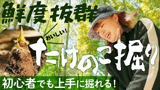 [Inoue Farm] Even beginners can easily dig bamboo shoots!