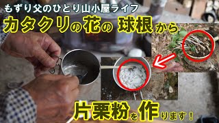 【カタクリの花の球根から片栗粉を作って食べる】もずり父のひとり山小屋ライフ