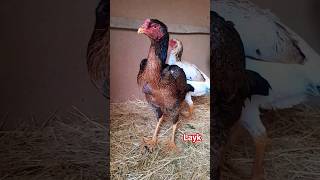 #aseel #birds #angrybirds #aseelmurga #aseelmurgha #bird #chicken #hen #ayamchic