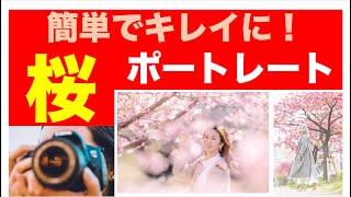 桜ポートレート必勝法★簡単でキレイに撮れる方法教えます！