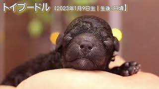 滋賀県｜トイプードル子犬｜2023.1.9生（生後1日目）①｜グレーorブラック｜男の子｜ペットショップHUG