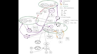 Affinidi SDK: connect all dots. How different SSI entities connected to each other