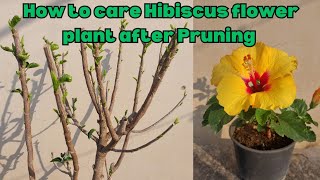 How to care Hibiscus flower plant after Pruning ?