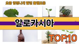 가장 많이 팔린 알로카시아 추천 Top10!