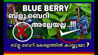 ബ്ളൂ ബെറി അല്ലേയല്ല ...ബ്ളൂ ബെറി കേരളത്തിൽ കായ്ക്കുമോ ? IS IT REAL BLUE BERRY ? #GREENGRAMA