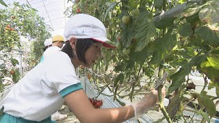 小学生が農業大学校でミニトマトとイチゴの収穫体験　学生が考えたクイズで学びも　香川