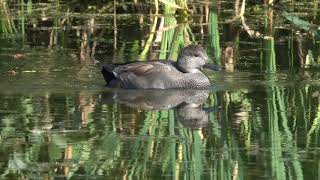 Krakeend \\ Gadwall