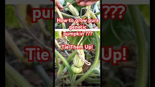 Garden tips 28 - How to grow pure genetic pumpkin #pumpkin #pollination #gardening