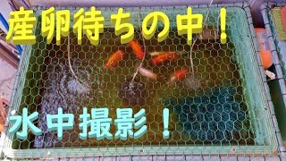 【金魚・らんちゅう】水中撮影‼️☆21’‐3