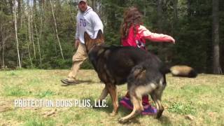 Lyla, 5, taking Arko for a test drive! Training by Protection Dogs Plus LLC