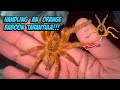 Handling My OBT For The Very First Time!!! Orange Baboon Tarantula