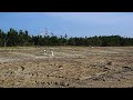 ボルゾイ カイ君ユリア海岸満喫中