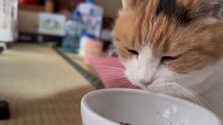 【三毛猫】一生懸命ごはんを食べるミケ（2024年4月1日）