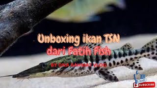 Unboxing ikan TSN dari Fatih Fish