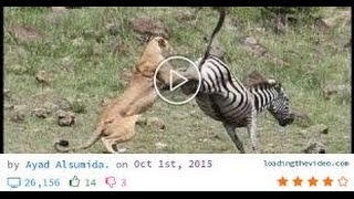 Zebra Killed a Lion HD عالم الحيوان الحمار الوحشي يقتل الاسد يجب مشاهدته