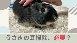 うさぎに耳掃除は必要なの！？耳垢が溜まっている場合の対処法