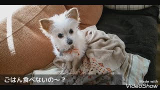 愛犬のエサ事情ミックス犬、チワワ×トイプードル、チワワ×マルチーズ