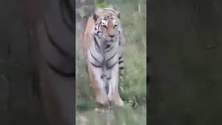 #sagaravlogs #youtubeshorts #Tiger in Kerala forest ||కేరళ అడవి లో పులి హల్ చల్