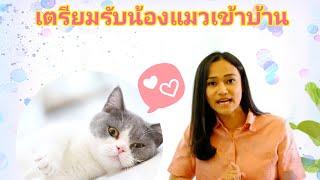 How to เลี้ยงแมวฉบับมือใหม่- เตรียมรับน้องแมวเข้าบ้าน