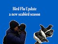 BIRD FLU UPDATE - a new seabird season