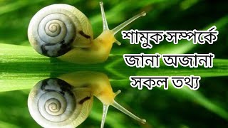 শামুক সম্পর্কে জানা অজানা তথ্য||Unknown facts about snails|| #শামুক #snails #facts