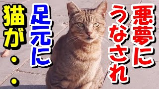 【猫の不思議な話】毎晩悪夢にうなされている私。ベッドで横になっていると何者かにつつかれる感触がして足元見ると、猫が・・【朗読】