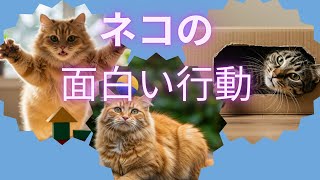 ネコの面白い行動