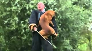 Israel dogs compilation