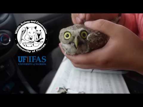 How many burrowing owls are left in Florida?