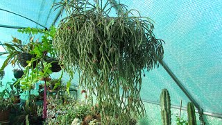 My Rhipsalis pilocarpa Cactus Plant ( Hairy Stemmed Rhipsalis ) covered with little Berries