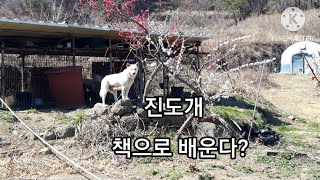 # 진도개 책으로 배울수있는 견종이 아닙니다 (다른견종도 마찬가지임)