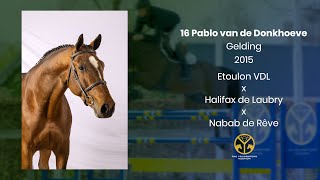 16 Pablo van de Donkhoeve (Etoulon VDL x Halifax de Laubry x Nabab de Rêve) gelding, 2015