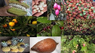 10 Fruits that can Grow as House plant (Indoors plants)