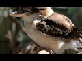 kookaburra the kookaburra is the world’s largest kingfisher ”