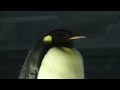 コウテイペンギン　大きくて存在感あります　【名古屋港水族館】　emperor penguin nagoya aqyarium