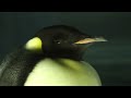 コウテイペンギン　大きくて存在感あります　【名古屋港水族館】　emperor penguin nagoya aqyarium