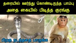 தரையில் ஊர்ந்து கொண்டிருந்த பாம்பு அதை கையில் பிடித்த குரங்கு பிறகு நடந்ததை பாருங்க | silanthinews