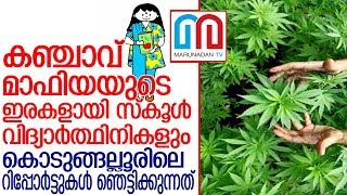 കഞ്ചാവ് മാഫിയ സ്‌കൂള്‍ വിദ്യാര്‍ത്ഥിനികളിലേക്ക്; ഞെട്ടിക്കുന്ന റിപ്പോര്‍ട്ടുകള്  I  kodungalloor