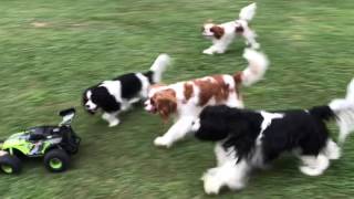 Cavalier King Charles Spaniels chasing cars