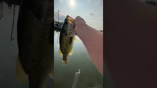 Nice sized bass