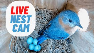 LIVE NEST CAM: Eastern Bluebird House in Virginia