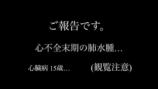 【ご報告】心不全末期の肺水腫　15歳小太郎は頑張りました…