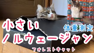 小さいノルウェージャンフォレストキャットの体重測定