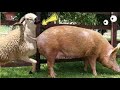 Cool hybrid animals sheep and pig 🐑 animals Sheep and Pigs Can They Hybridize? |Jenna in Woods