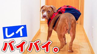 レイが引っ越すことに。成長してお別れ😭ロッキーパパの所に！【アメリカンピットブル】（American Pit Bull)