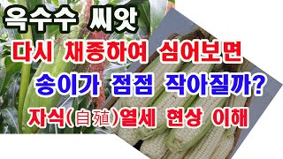 개량 종자 자식열세현상 이해. 옥수수 씨앗 채종하여 심어보면 왜 자꾸 송이가 작아질까?(품종개량의 이해, 잡종 우세 현상, 자식열세 현상, 개량종자의 특성, 자가채종 열세)