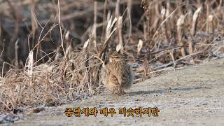 머리에 뿔 난 종다리, 뿔종다리