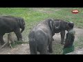 കോട്ടൂരിലെ ആനകൾ elephant centre at kottur