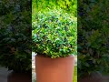 grow blueberries on a container “pots 🪴” image’s 💜🍃ideas….￼ shortvideo